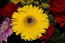 花,非洲菊菊花,黄色