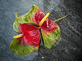 anturio,鮮花,大理石