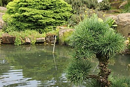 日本落葉松,落葉松,派恩溫室