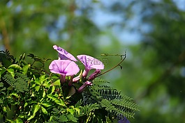 花,植物,大自然