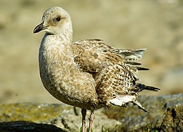 鳥,海鷗,羽毛