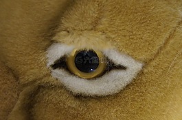 眼,獅子的眼睛,關(guān)閉