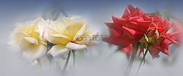 玫瑰,鮮花,紅色