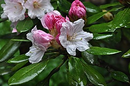 鲜花,四月的雨,花