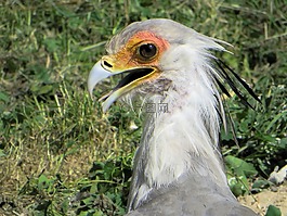 埃及,serpentaire,sagittariidae