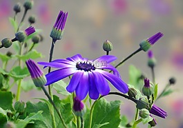 花,紫色,盛开