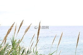 自然,夏天,草