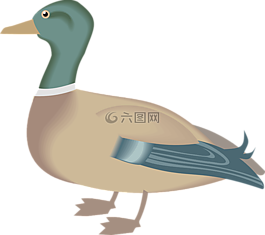 鴨,鳥,動物