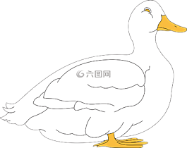 鴨,動物,野生動物