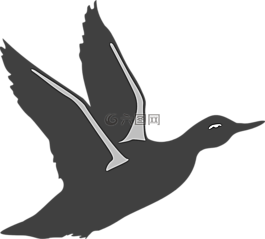 鴨,鳥,飛行