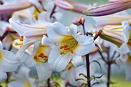 白,花粉,雄蕊