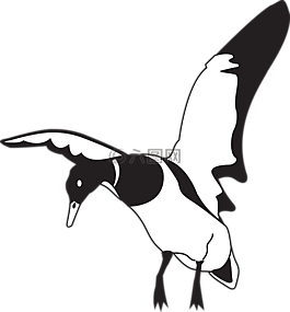 黑,白,鳥