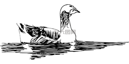 水,素描,鳥
