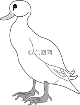鴨,鳥,動物
