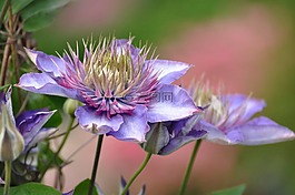 開花,花,夏天花