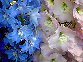 鮮花,粉紅色,藍(lán)色