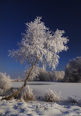 雪,冬天,樹