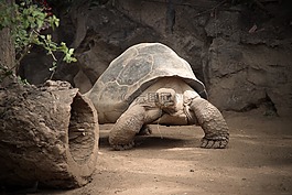 爬行動物,龜,性質