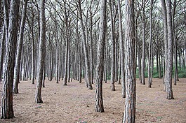 森林,性質(zhì),樹木