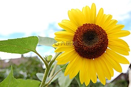 太陽(yáng)花,花,性質(zhì)