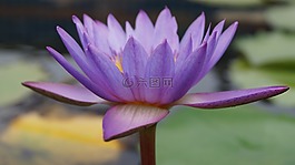 蓮花,池,自然
