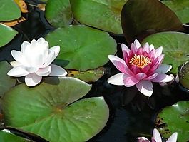 開(kāi)花,廠,睡蓮