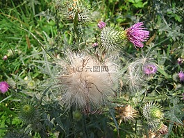 蓟,花卉种子,白