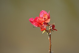 大自然,花,植物