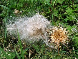 蓟,花卉种子,白