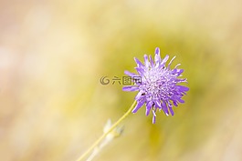 聋哑skabiose,scabiosa骨灰,忍冬科