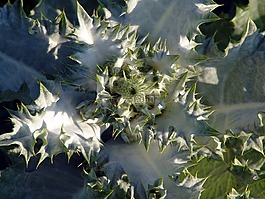 diestel,花,厂