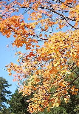 葉子,樹(shù),秋