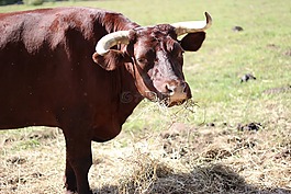公牛,動物,草