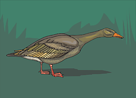 鳥,鴨,草