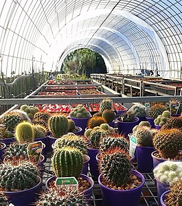 仙人掌,植物,温室