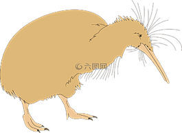 鳥,獼猴桃,鳥嘴