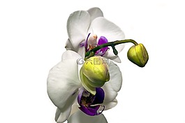 蘭花,花,開花