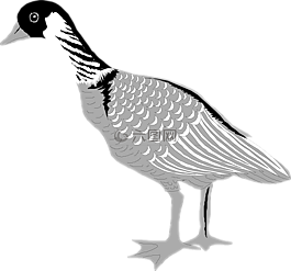 鵝,鳥,水禽