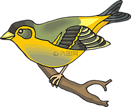 鳥(niǎo),枝杈,翅膀