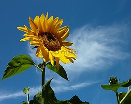 太陽花,夏季,黃色