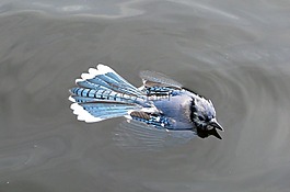 藍鳥,冠藍鴉,游泳