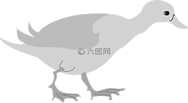 脚,鸭,鸟