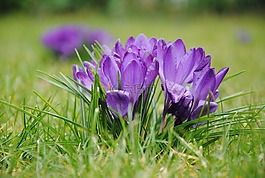 花,性質(zhì),廠