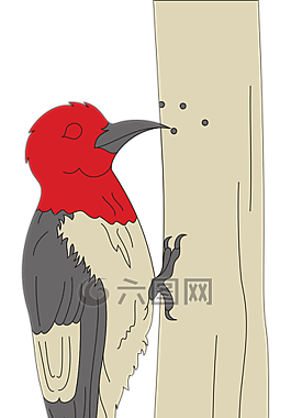 啄木鳥(niǎo),鳥(niǎo),動(dòng)物