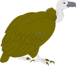兀鷲,鳥(niǎo),野生動(dòng)物