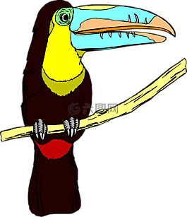 大嘴鳥,鳥,野生動物