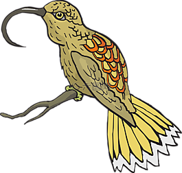 鳥,動(dòng)物,鳥嘴