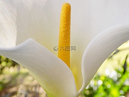 礼来公司,花,洁白的花朵