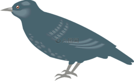 鳥,翅膀,動物