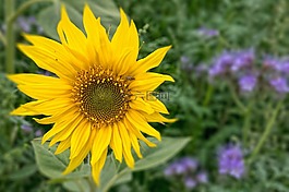 太陽花,開花,黃色